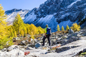 i larici della valmalenco